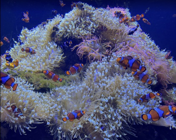 Original photo reference: clownfish among white anemones